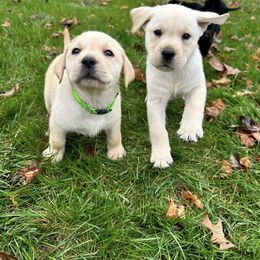 Labrador Retriever Puppies from Reeds Sunset Acres