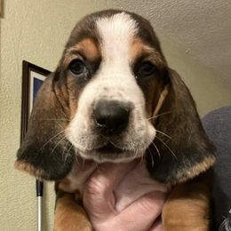Basset Hounds from Lake Erie Basset Hounds of Michigan