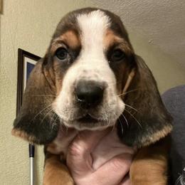 Basset Hounds from Lake Erie Basset Hounds of Michigan