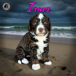 Irma - Brown and white female Bernedoodle puppy in Banner Elk, North Carolina from Walnut Tree Bernedoodles