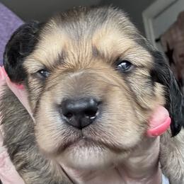 Shaded cream boy1 - Cream male Dachshund puppy in Paris, Texas from Rolling9dachshunds