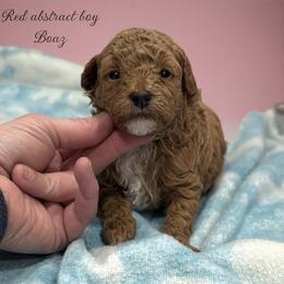 Poodle Puppies from KC Poodles of PA