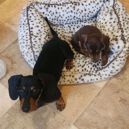 Dachshunds from Wootens Wünderhunds