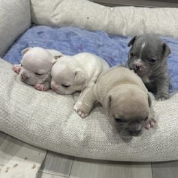 French Bulldog puppies from Camper Puppy