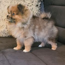 Pomeranian Puppies from Bella Luna Pomeranians