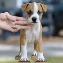Iron - Red male American Staffordshire Terrier puppy in St. Augustine, Florida from LBK & Ancient City