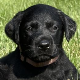 Orvieto Stronghold - Black male Labrador Retriever puppy in Richmond, Maine from King K9 Academy