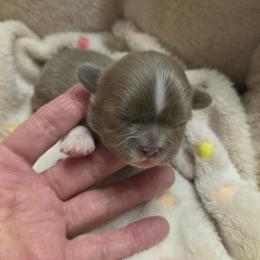 Girl 1 - Lilac female Shih Tzu puppy in Tennessee from Cutshall Babies