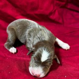 Girl 3 - Red tri female Toy Australian Shepherd puppy in Hokes Bluff, Alabama from Alegria Toy Aussies