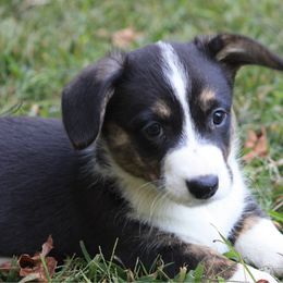 Male 3 - Black and white male Cardigan Welsh Corgi puppy in Buskirk, New York from Hana-K’s Cardigan Welsh Corgis