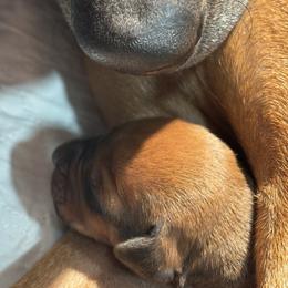 2 - Rd whtn blk nose female Rhodesian Ridgeback puppy in Carver, Massachusetts from Adwera Rhodesian Ridgebacks