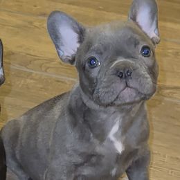 French Bulldog Puppies from A Quality French Bulldogs AZ