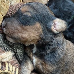 Blitzen - Sable male Poodle puppy in Richlands, North Carolina from PND Kennel