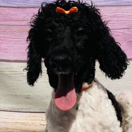 Jasmine Orange Collar - Poodle puppy in Salisbury, North Carolina from Majestic’s Poodles