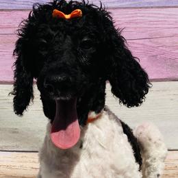 Jasmine Orange Collar - Poodle puppy in Salisbury, North Carolina from Majestic’s Poodles