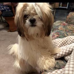 Tess - Shih Tzu