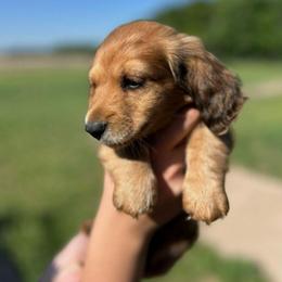 Nigel-AKC . PRA clear - Red male Dachshund puppy in Dover, Oklahoma from Freckles and Furballs