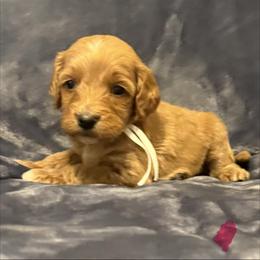 Girl 3 mint girl - female Goldendoodle puppy in Wesson, Mississippi from Southern Country Doodles