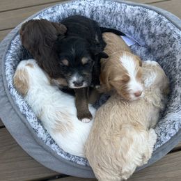 Bernedoodle Puppies from Oodles of Bernedoodles