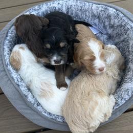 Bernedoodle Puppies from Oodles of Bernedoodles