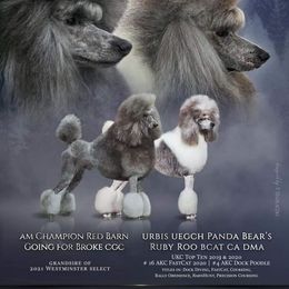Poodles from Ad Astra Performance Poodles