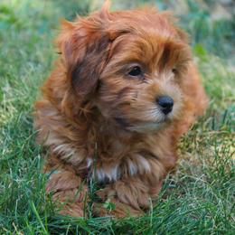 Red female - Red female Havapoo puppy in Grants Pass, Oregon from Oregon Valley Doodles