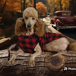 Rubby - Poodle