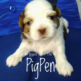 PigPen - Liver and white male Shih Tzu puppy in Peoria, Arizona from Loyal Shih Tzu