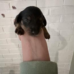 Boy 2 - Black and tan male Dachshund puppy in Mather, California from English Cream Doxies
