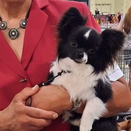 Chihuahuas from Hardwin