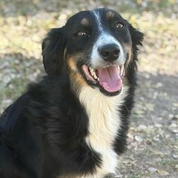 Rosie - Black tri-color female Australian Shepherd puppy in Lubbock, Texas from REKN’ Kennel Aussies