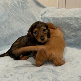 Jeanette - AKC - Red female Dachshund puppy in Gainesville, Texas from Diamond B Doxies