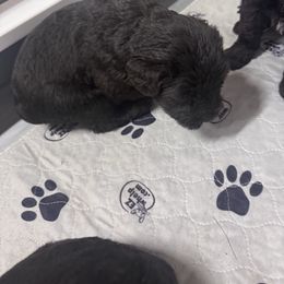 Girl 1 - Black female Giant Schnauzer puppy in Bois D’arc, Missouri from Down Low Kennels formerly LNL’s Giant Schnauzers and T9 Giants