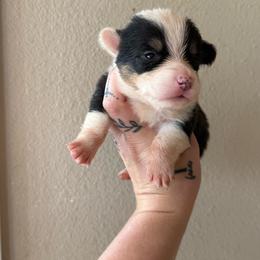 Sequoia - Black and tan female Pembroke Welsh Corgi puppy in Aberdeen, Washington from Coastal country Farms