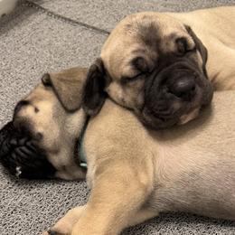 Orange Collar Girl - Fawn female Boerboel puppy in Warren, Michigan from BoHo Boerboels