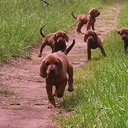 Labrador Retriever and Redbone Coonhound Puppies from Rimfire Kennels