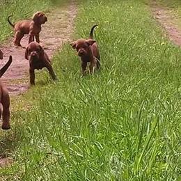 Labrador Retriever and Redbone Coonhound Puppies from Rimfire Kennels