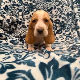 Mary Ann - Red and white female Basset Hound puppy in Monterey, Tennessee from Southern Belles Bassets