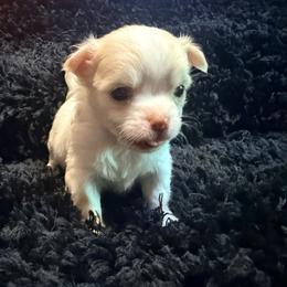 Carl - Cream male Chihuahua puppy in Seneca, Missouri from Stephanie’s Puppy Colony