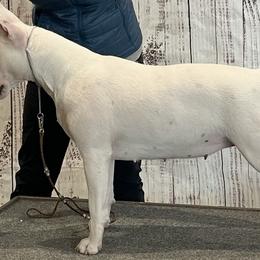 Bull Terriers from Empire Bull Terriers