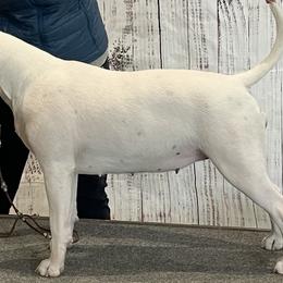 Bull Terriers from Empire Bull Terriers