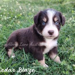Cedar Blaze - Red tri male Miniature Australian Shepherd puppy in Muskogee, Oklahoma from Tagalong Lane Australian shepherds