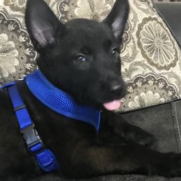 Belgian Malinois Puppies from Bayou State Malinois