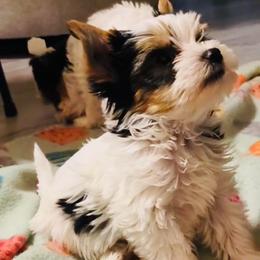 Kiss (Boy 2) - Black tan and white male Biewer Terrier puppy in Las Cruces, New Mexico from De La Rosa Biewers