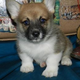 Pembroke Welsh Corgi Puppies from Wild West Corgis of Texas