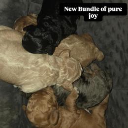 Goldendoodle Puppies from House of Doodles