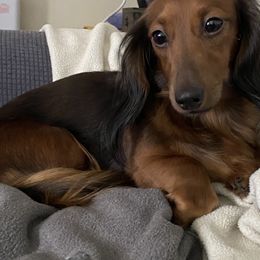 Leisl - Dachshund