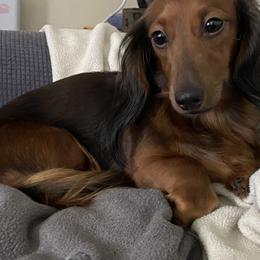 Leisl - Dachshund