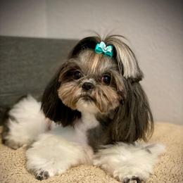 Poppy - Shih Tzu