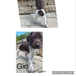 German Shorthaired Pointer Puppies from Chris's GSPs